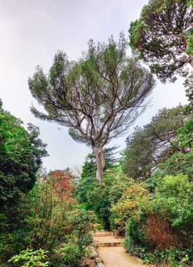 Dublin 'deki güzel halk parkı 