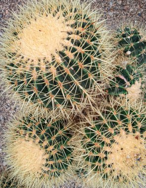 Güzel yeşil ve sarı kaktüsler 