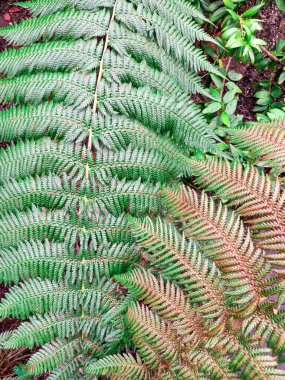Eğreltiotunun güzel yaprakları
