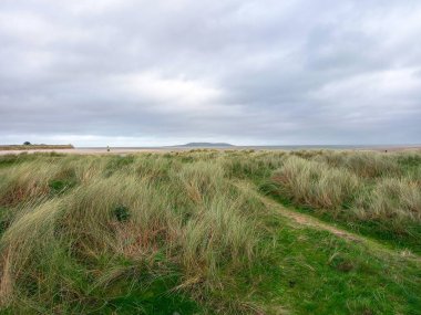 İrlanda 'da sahilde çimler 