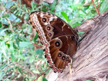 Morpho Peleides 'in güzel rengi 