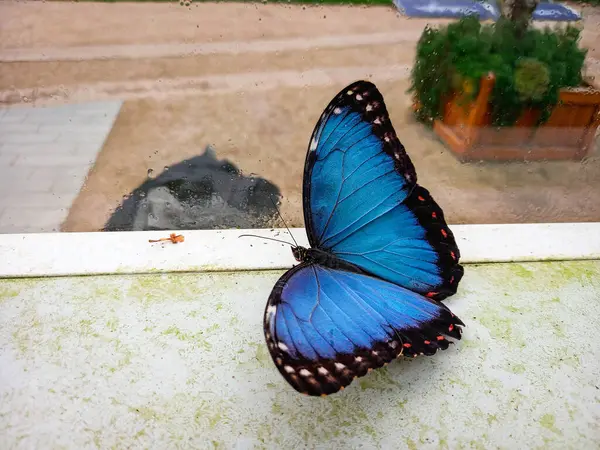 Morpho Peleides güzel bir mavi kelebek. 