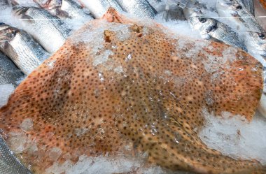 Portekiz pazarında Stingray 