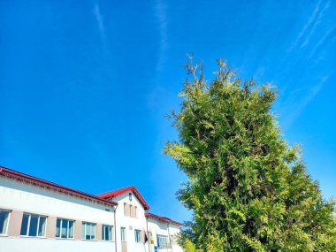 Davydiv 'deki güzel thuja (Ukrayna)