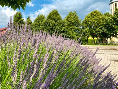 Davydiv 'de güzel lavanta (Ukrayna)