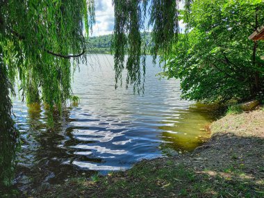 Söğüt ağaçlarının dallarının altında