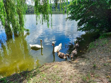 Güzel kuğular ve göl