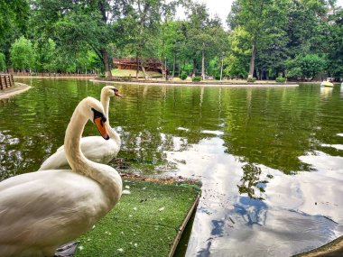 Roma 'daki parkın Flora ve Fauna' sı (Romanya)