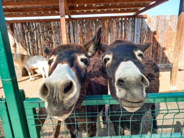Eşekler hayvanat bahçesinde