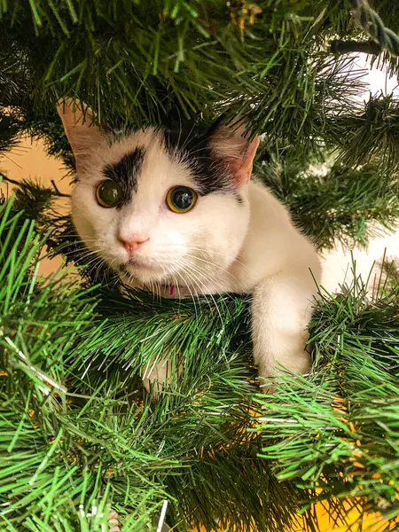 Noel ağacında bir kedi var. 