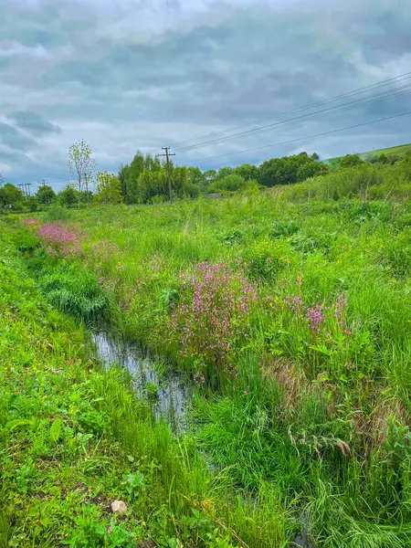 Çimlerin üzerindeki bulutlar 