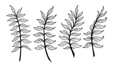 Yaprak seti. El çizimi dekoratif öğeler