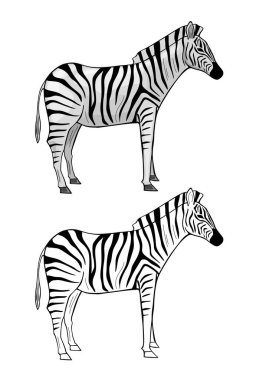 Vahşi Afrika Zebrası, vektör çizimi