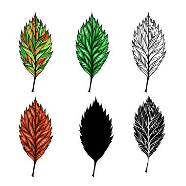 Soyut renkli yaprak seti, vektör illüstrasyonu, beyaz arkaplanda izole edilmiş