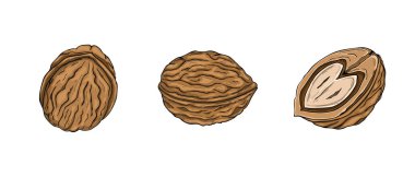 Ceviz izole üzerinde beyaz arka plan ayarlamak