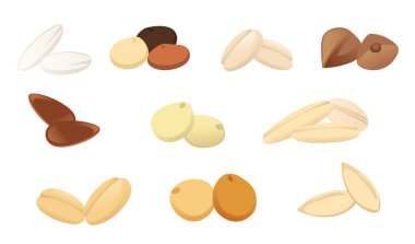 Beyaz arka planda izole edilmiş tarım kulakları ve tahıl vektör çizimleri.