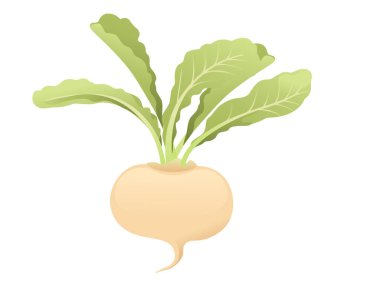 Yeşil yapraklı beyaz turp kökü beyaz arkaplanda izole edilmiş bitki tasarımı vektör çizimi.