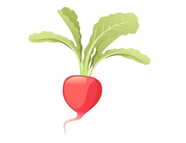 Rode Radijswortel Met Groene Bladeren Cartoon Plant Ontwerp Vector Illustratie — Stockvector