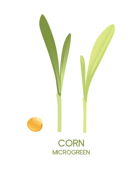 Brotos Superalimentos Microverdes Frescos Milho Nutrição Saudável Vetor Ilustração Isolado — Vetor de Stock