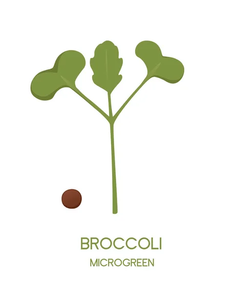 Brotos Superalimentos Microverdes Frescos Brotos Brócolis Nutrição Saudável Ilustração Vetorial — Vetor de Stock