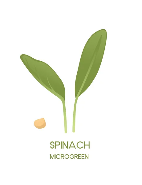Microgreen Fresco Brotos Superfood Espinafre Saudável Nutrição Vetor Ilustração Isolado — Vetor de Stock