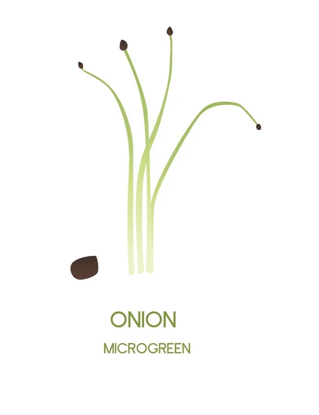 Свежие Микрозеленые Суперпродукты Прорастают Лук Здорового Питания Векторные Иллюстрации Изолированы — стоковый вектор