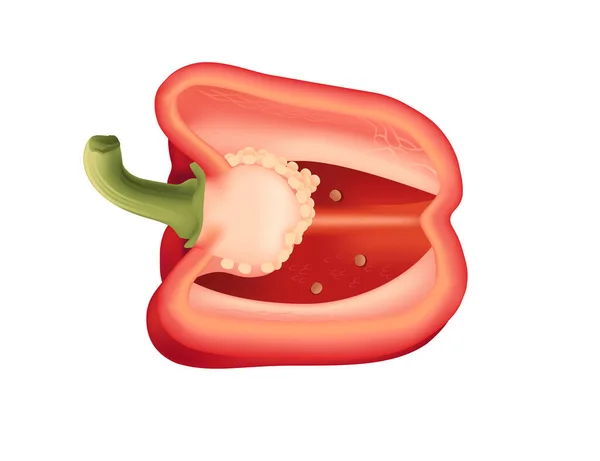 Κόκκινο Μισό Του Πιπεριού Υγιή Φρέσκα Λαχανικά Διανυσματική Απεικόνιση Απομονώνονται — Διανυσματικό Αρχείο