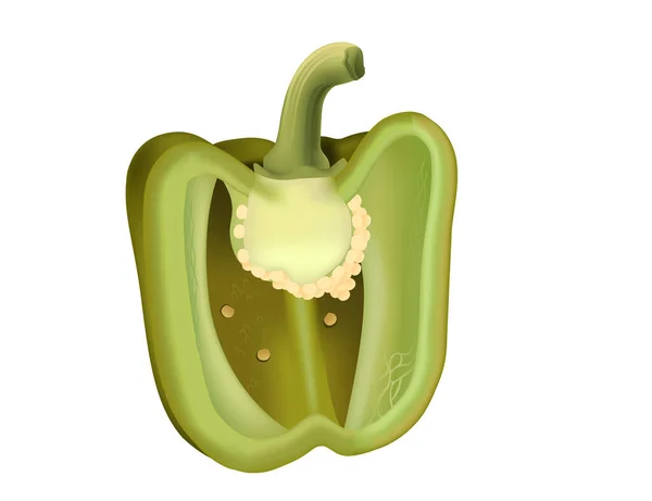 Зеленая Половина Колбасного Перца Здоровый Свежий Овощной Вектор Иллюстрация Изолированы — стоковый вектор