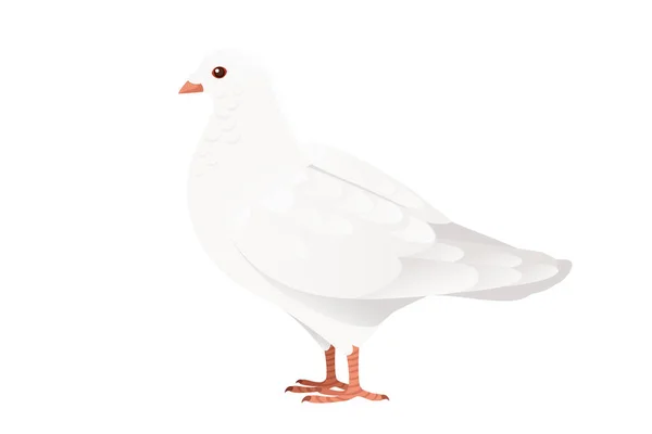 Fehér Galamb Galamb Madár Szimbólum Béke Vektor Illusztráció Rajzfilm Állat — Stock Vector