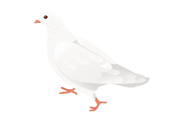 白い鳩鳩平和の象徴ベクトルイラスト漫画動物のデザイン白い背景に隔離された — ストックベクタ