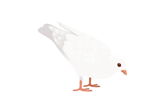 Vit Duva Duva Fågel Symbol För Fred Vektor Illustration Tecknad — Stock vektor