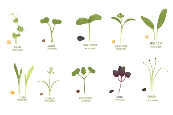 Набор Свежих Микрозеленых Суперпродуктов Рождает Векторную Иллюстрацию Здорового Питания Белом — стоковый вектор
