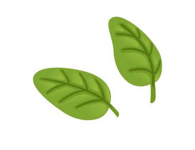 Parlak yeşil kekik baharat sebzesi bırakır taze sağlıklı besin vektörü çizimi beyaz arka planda izole edilir.