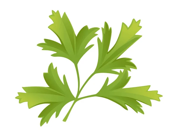 Zelená Petržel Zdravé Bylinné Vektor Ilustrace Izolované Bílém Pozadí — Stockový vektor