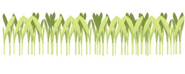 Taze mikro-yeşil süper yiyecekler mısır filizlenir beyaz arka planda sağlıklı beslenme vektörü çizimi.