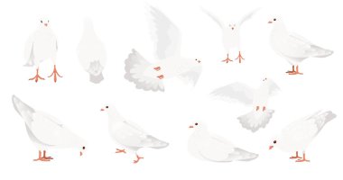 Beyaz güvercin güvercin kuş sembolü barış vektörü illüstrasyon çizgi film hayvan tasarımı beyaz zemin üzerinde izole.