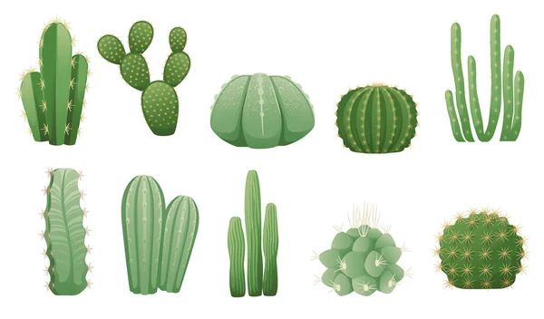 Set Cactus Verde Esotico Deserto Con Spine Pianta Decorativa Vettoriale — Vettoriale Stock