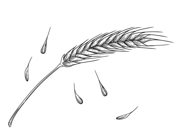 白地に穀物と茎のイラストが描かれた小麦の小花の概略図 — ストックベクタ