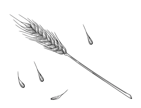 Kulak Tahıllı Buğday Çivilerinin Taslağı Beyaz Arkaplanda Kök Vektör Çizimi — Stok Vektör