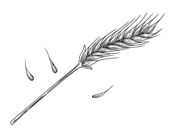 白地に穀物と茎のイラストが描かれた小麦の小花の概略図 — ストックベクタ