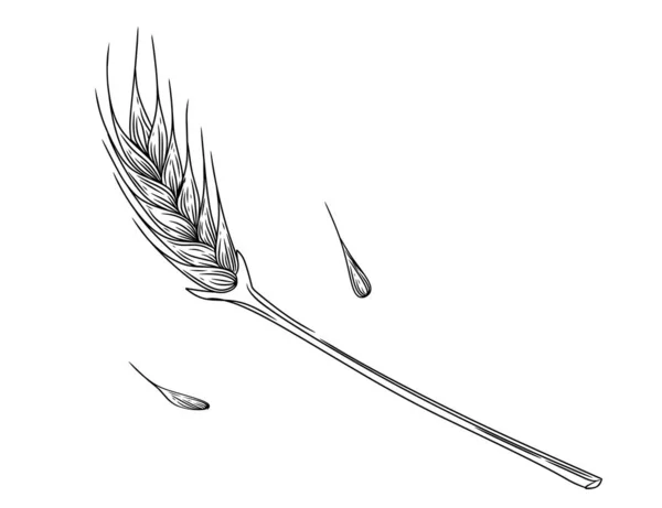 Obrys Náčrt Pšeničných Hřeby Ušní Zrno Stonek Vektorové Ilustrace Bílém — Stockový vektor