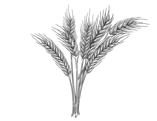 Umrissskizze Von Weizenstacheln Mit Ährenkorn Und Stielvektordarstellung Auf Weißem Hintergrund — Stockvektor