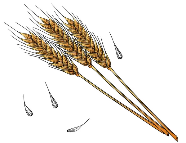 基于白背景的小麦穗 茎矢量示意图 — 图库矢量图片