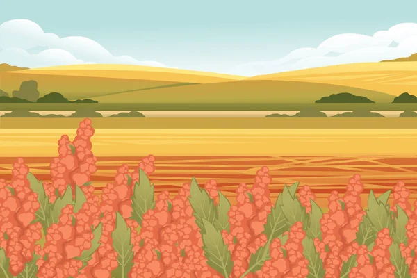 Сельский Пейзаж Векторной Иллюстрацией Векторных Зерновых Культур Цветущего Киноа — стоковый вектор