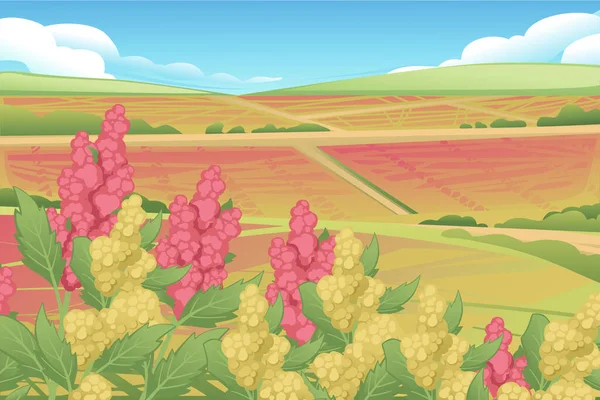キノアの開花植物フィールドシリアル作物と農村風景ベクトル図 — ストックベクタ