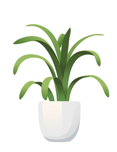 Planta Sala Clorófito Vaso Cerâmica Branca Ilustração Vetorial Isolada Sobre —  Vetores de Stock