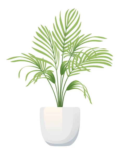 Kentia Növény Házi Növény Fehér Kerámia Pot Vektor Illusztráció Elszigetelt — Stock Vector