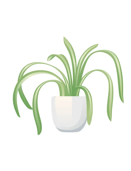 Planta Sala Clorófito Vaso Cerâmica Branca Ilustração Vetorial Isolada Sobre —  Vetores de Stock