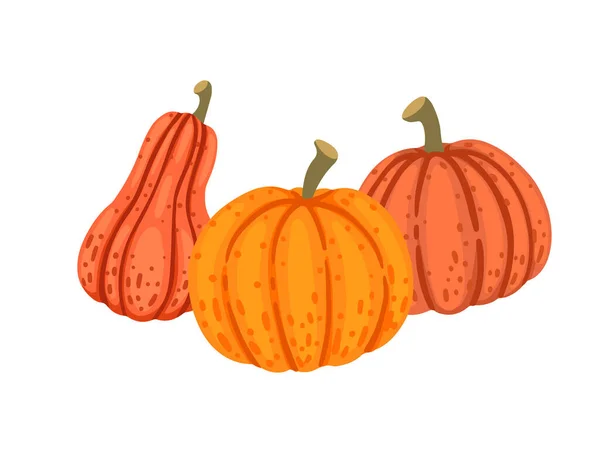 Orange Pumpkins Seasonal Vegetable Vector Illustration Isolated White Background — Stock Vector