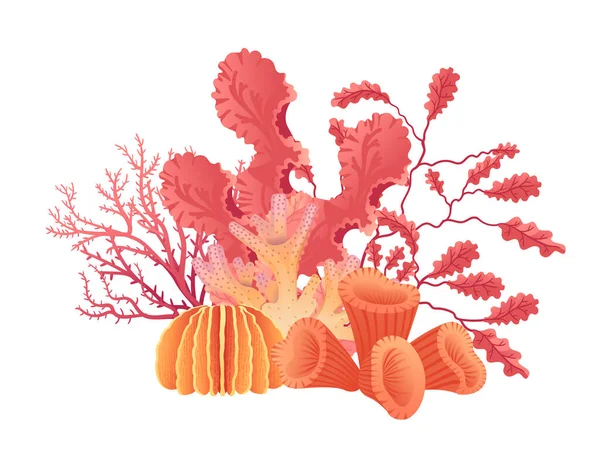 Растения Векторная Иллюстрация Морских Водорослей Изолированы Белом Фоне — стоковый вектор